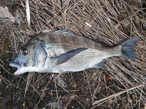 チヌの釣果