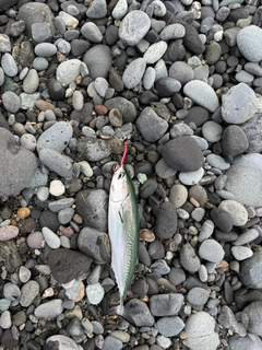 ヒラソウダの釣果