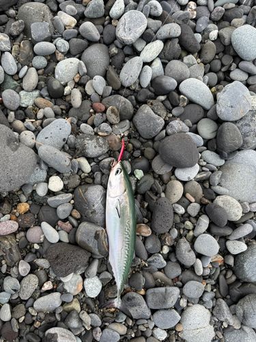 ヒラソウダの釣果