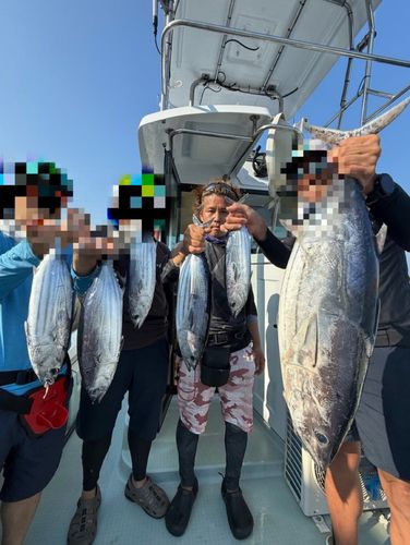 カツオの釣果