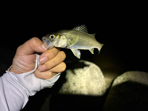 セイゴ（マルスズキ）の釣果