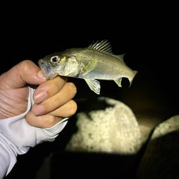 セイゴ(マルスズキ)