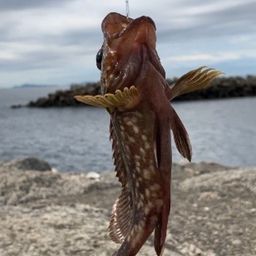 カサゴ