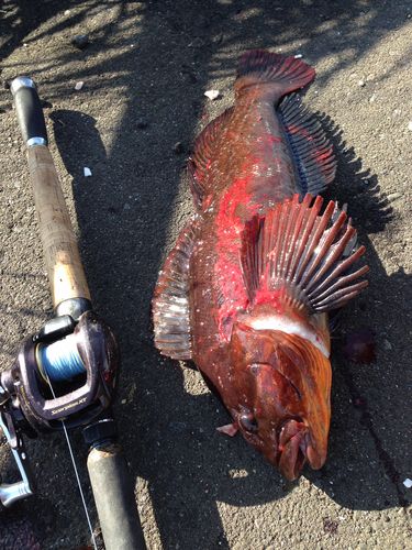アブラコの釣果