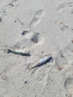 サバの釣果
