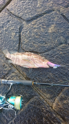 キジハタの釣果