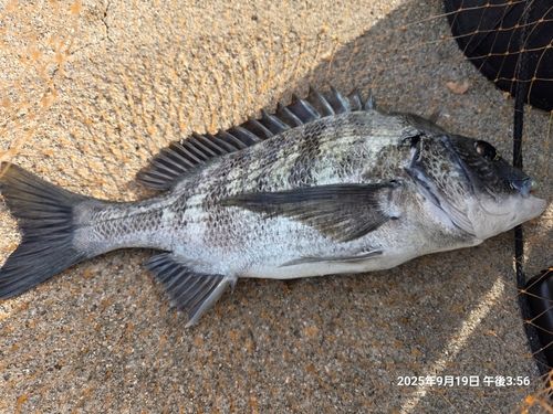 チヌの釣果