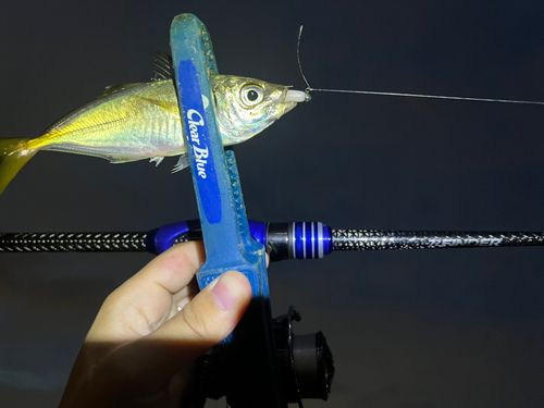 マアジの釣果