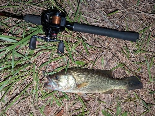 ラージマウスバスの釣果