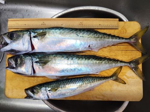 サバの釣果