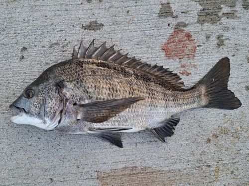 チヌの釣果