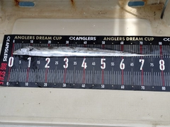 タチウオの釣果