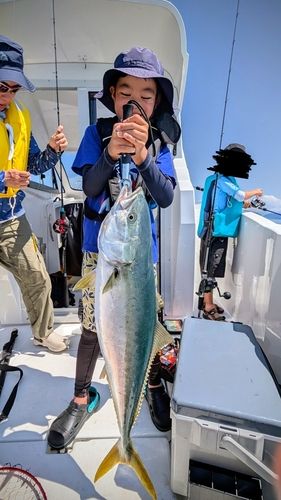 ヤズの釣果