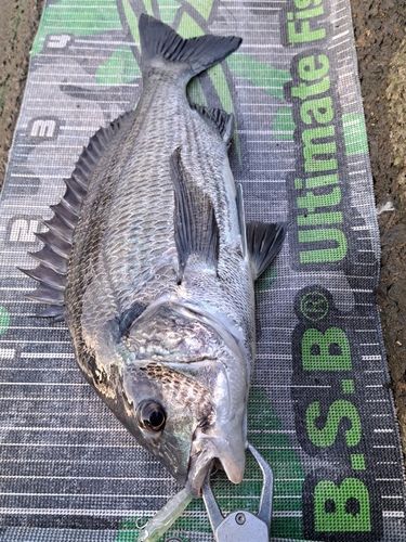 チヌの釣果