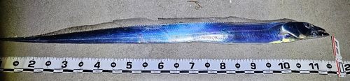 タチウオの釣果