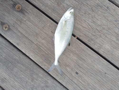 イケカツオの釣果
