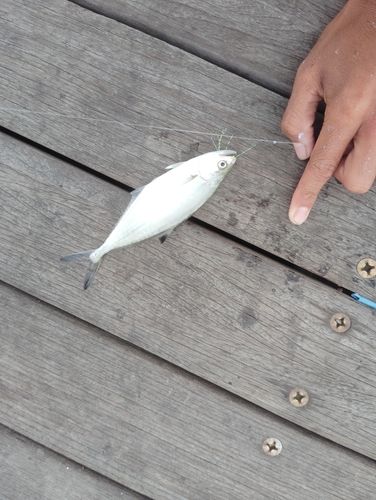 イケカツオの釣果