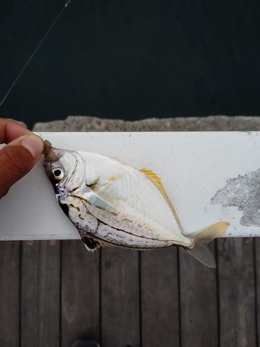 ヒイラギの釣果
