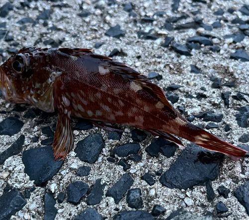 カサゴの釣果