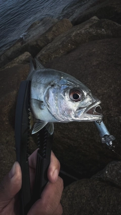 メッキの釣果