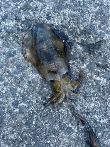 アオリイカの釣果