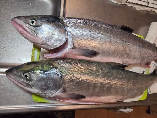 サケの釣果