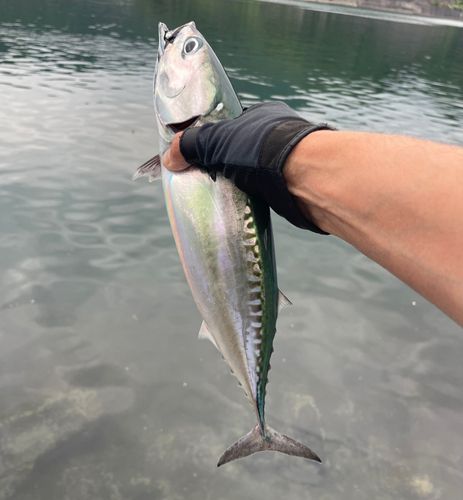 ソウダガツオの釣果