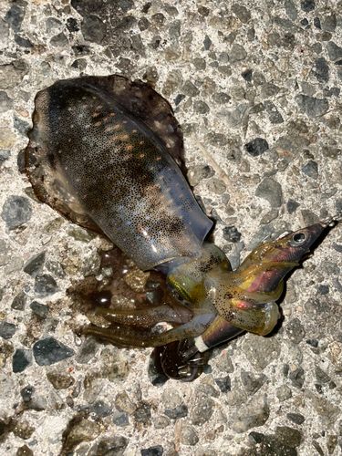 アオリイカの釣果