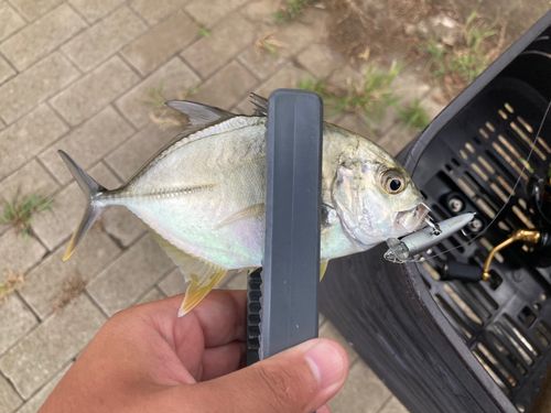 ギンガメアジの釣果