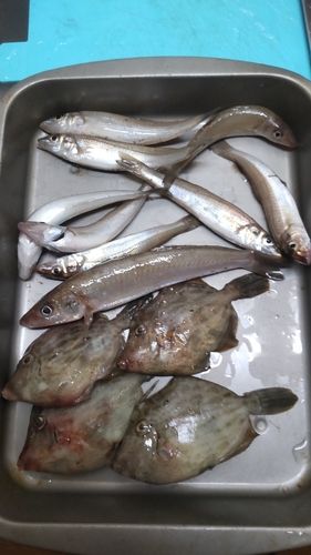 シロギスの釣果