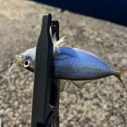 アジ