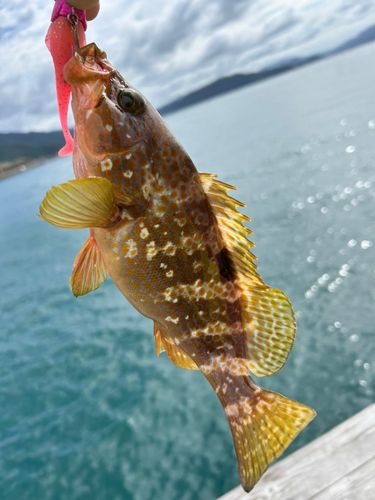キジハタの釣果