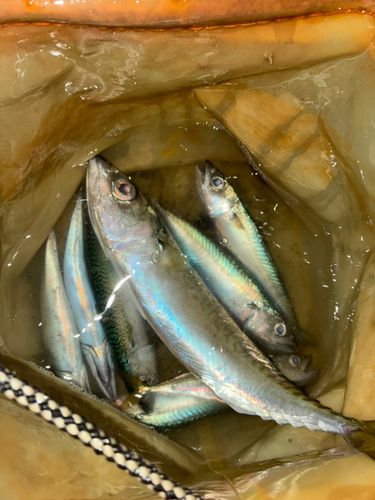 サバの釣果