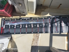 タチウオの釣果