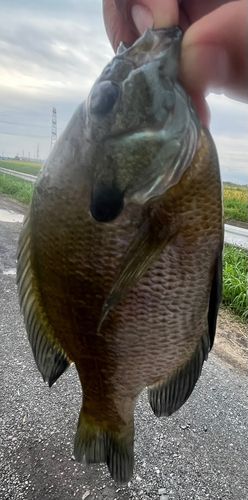 ブルーギルの釣果