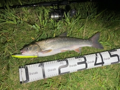 ウグイの釣果
