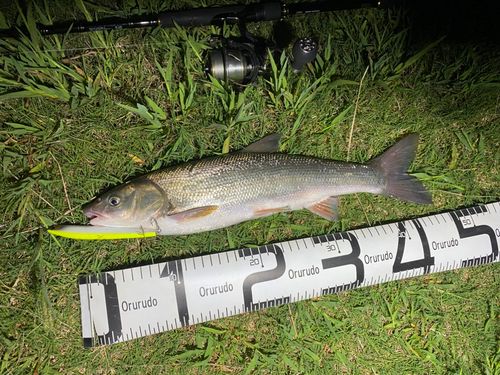 ウグイの釣果