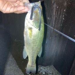 ラージマウスバス