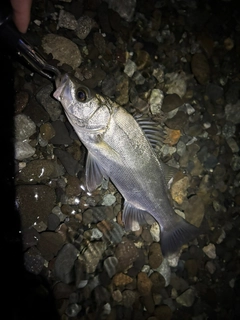 フッコ（ヒラスズキ）の釣果