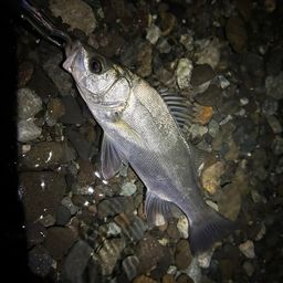 フッコ（ヒラスズキ）