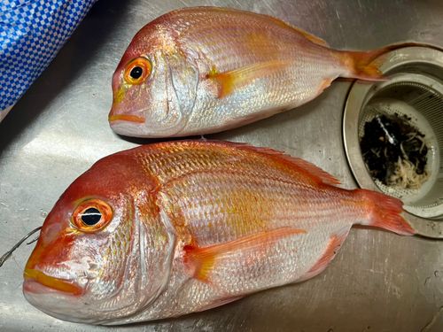 レンコダイの釣果