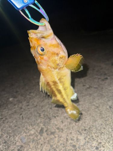 追直漁港