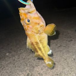 シマソイ
