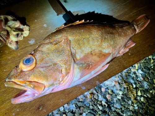 ウッカリカサゴの釣果