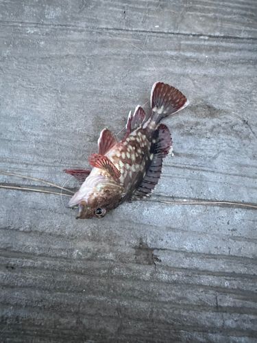 カサゴの釣果