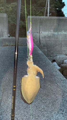 コウイカの釣果