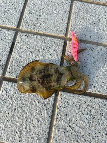 ベイサイドビーチ坂