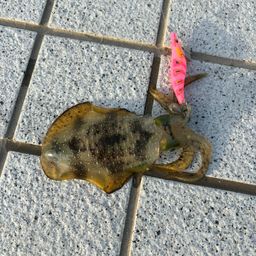 アオリイカ