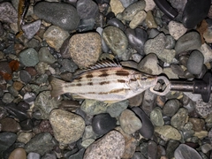 シマイサキの釣果