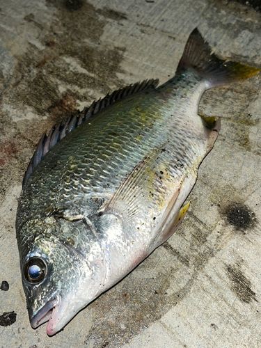 キチヌの釣果